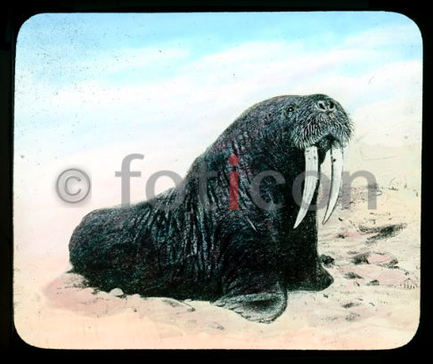 Walross | Walrus - Foto foticon-600-simon-meer-363-013.jpg | foticon.de - Bilddatenbank für Motive aus Geschichte und Kultur